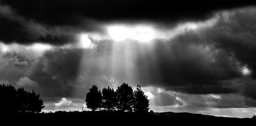 Four trees