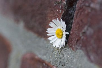 Daisy, you're a wallflower now. by Jolanda de Jong-Jansen