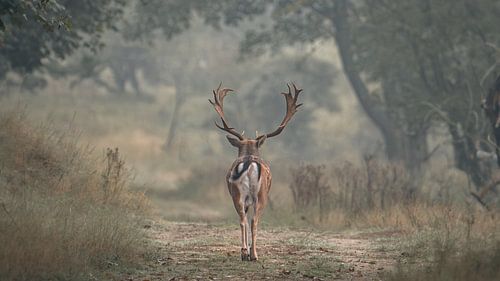 Fallow deer in a magical forest