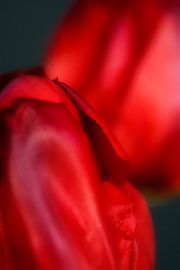 Eine Tulpe anpirschen - ein Familienportrait #16