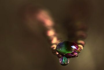Waterdruppel op crocusmia blad bloem kunst macro fotografie van Danny Hummel