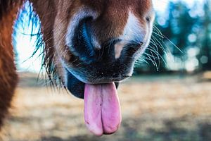 Mr.Ed