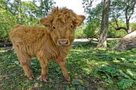 Schottisches Highlander-Kalb von Tilly Meijer Miniaturansicht