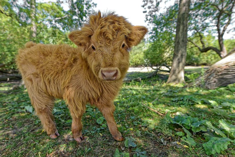 Schottisches Highlander-Kalb von Tilly Meijer