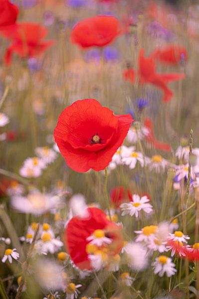 Des coquelicots dans un champ de fleurs par Kurt Krause