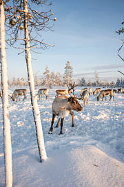 Rentierherde in Finnisch-Lappland von Robbert Frie