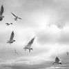 Meeuwen in de lucht van Barbara Brolsma