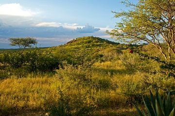 Grünes Namibia – Hügel im Abendlicht
