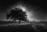 Dwingelderveld