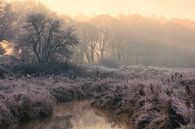National Park Drentsche Aa on a beautiful misty winter morning with ripe on land during sunrise by Bas Meelker thumbnail