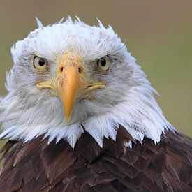Bald Eagle is watching you ! van Marcel de Bruin