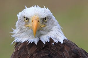 Bald Eagle is watching you ! van Marcel de Bruin