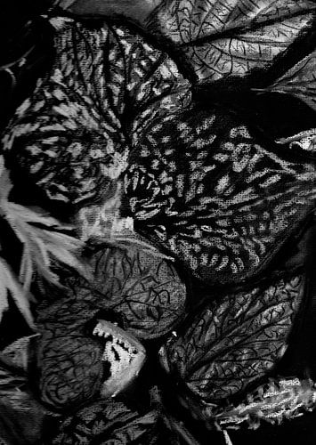 Planten in het donker