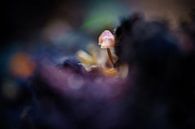 Makroaufnahme von kleinen Pilzen auf einem Baumstumpf im Wald von Bart Ros Miniaturansicht