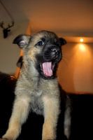 Puppy geeuwen