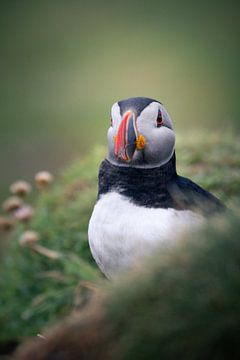 Papageientaucher in Schottland von Marjolein Fortuin