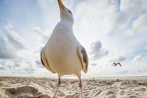 Neugierige Möwen von Danny Slijfer Natuurfotografie