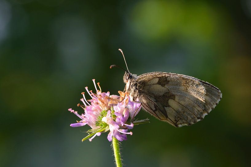 Chessboard (Butterfly) by Karin Jähne