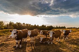 Bovins près du Schliffkopf dans le Parc national de la Forêt-Noire sur Werner Dieterich