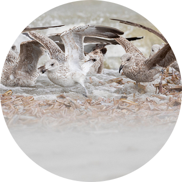 Feestmaal op het strand - Natuurlijk Ameland