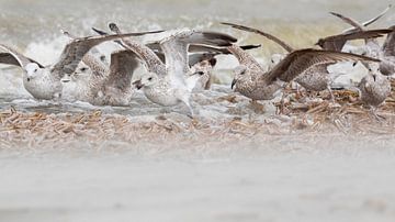 Feestmaal op het strand - Natuurlijk Ameland van Anja Brouwer Fotografie