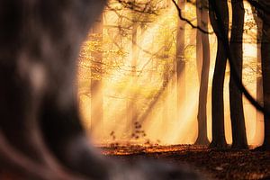 Autumn Symphony 3