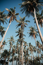 Slender coconut palm rising high into the sky by Troy Wegman
