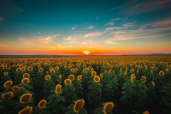 Sunflowers at sunset