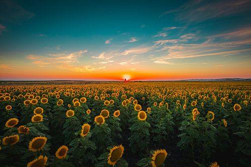Sunflowers at sunset van Andy Troy