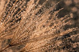 Die goldfarbene Tragopogon mit Wassertropfen von Marjolijn van den Berg