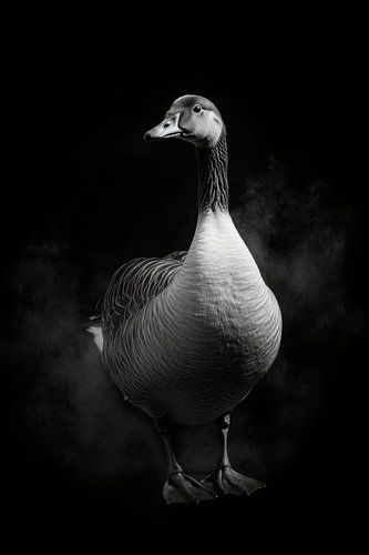 Gans