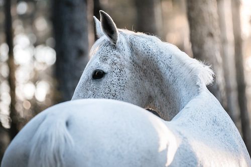 Close-up portrait of white horse in forest