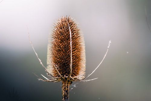 Fleur de chardon séchée sur Anna Koek