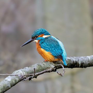 Kingfisher, ijsvogel, meest kleurrijke vogel van Nederland van Bert Huisman