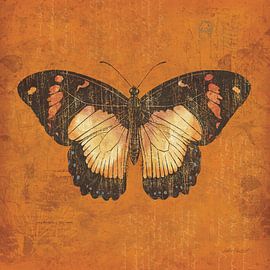 Apricot Butterfly, Katie Pertiet by Wild Apple