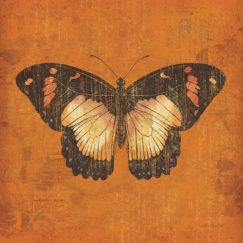 Apricot Butterfly, Katie Pertiet