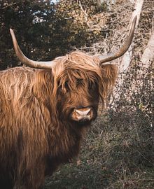 Nieuwsgierige Highlander in het duin van Rianne van Baarsen