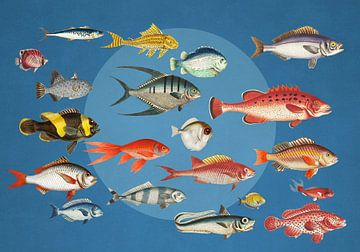 Something Fishy Going On van Marja van den Hurk