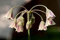 Hanging pink bellflowers