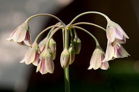 Hanging pink bellflowers by Andie Daleboudt