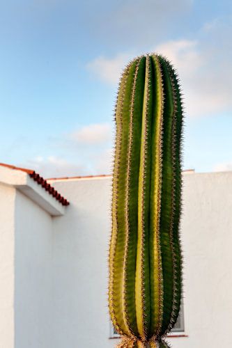 Grote cactus voor een huis op Fuerteventura