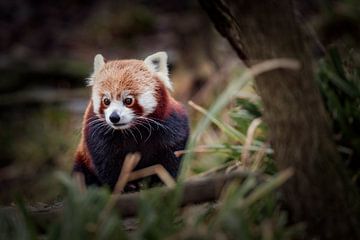 Roter Panda von Rob Boon