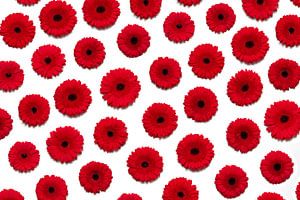 Rode bloemen muur