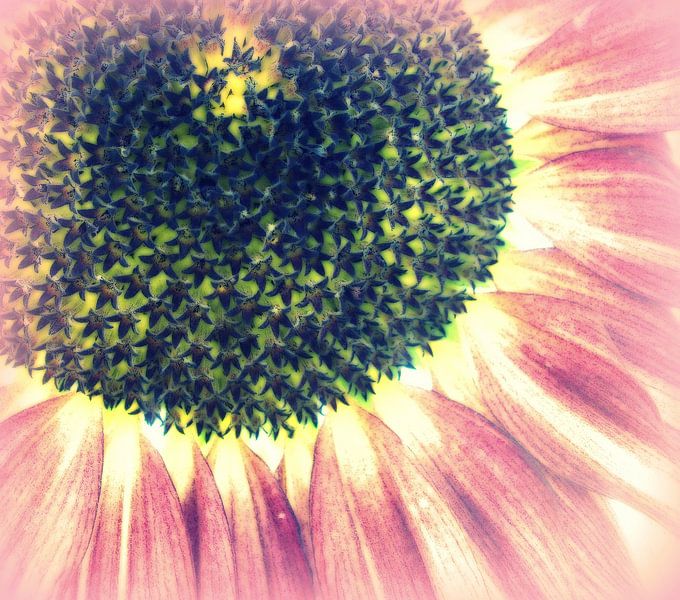 Sonnenblume von Annabella Rharbaoui