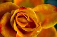 Orange Rose  von 2BHAPPY4EVER photography & art Miniaturansicht