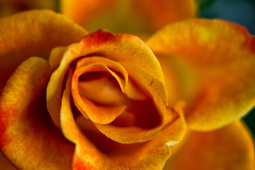 Orange Rose  von 2BHAPPY4EVER photography & art