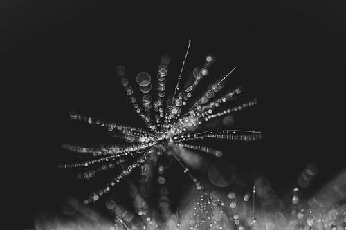 vuurwerk paardenbloem