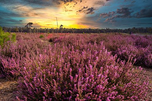purple rain and yellow