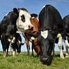 Vaches curieuses sur la belle île de Texel, aux Pays-Bas sur Jeffry Clemens