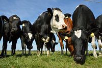 Neugierige Kühe auf der schönen Insel Texel, Niederlande